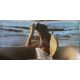 LINDA RONSTADT - HASTEN DOWN THE WIND PLAK